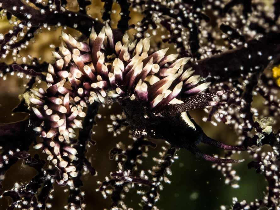 Protaeolidiella juliae